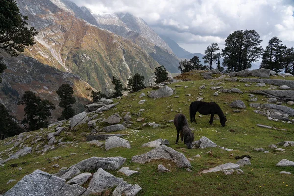 Little Ponies Grazing Meadow Foot Italian Dolomites Mountain Northeastern Italy — Stock Photo, Image