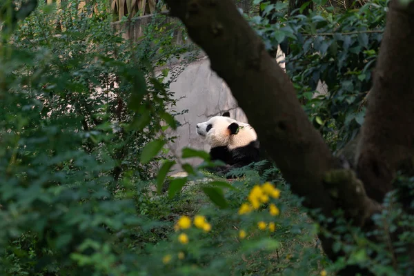 Beautiful Funny Panda Bear Walking Green Forest Chengdu Panda Park — Stock Photo, Image