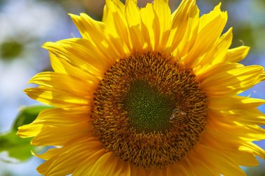 beautiful sunflower growing on the green field background