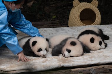zoo worker taking care of cute panda babies sleeping during the day in Chengdu Panda park China