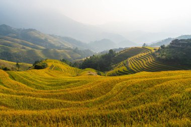 beautiful view of terraced rice field in Longji Guilin area China