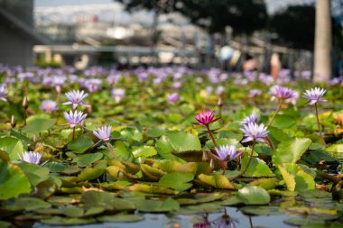 Şehir bahçesindeki gölette güzel çiçekli nilüferler 