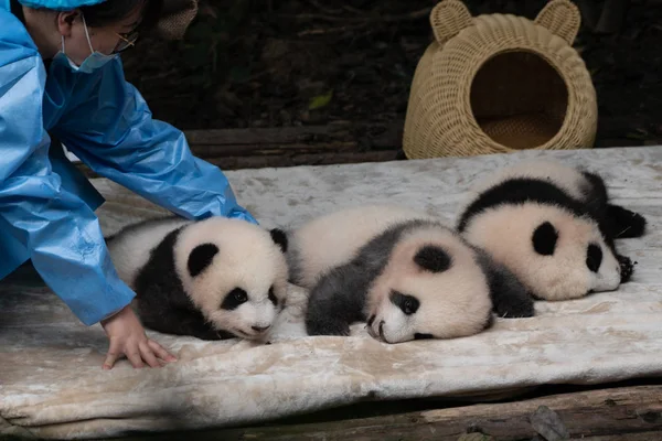 Zoo Worker Taking Care Cute Panda Babies Sleeping Day Chengdu — Stock Photo, Image