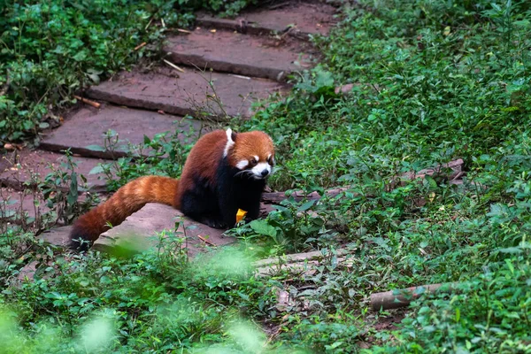 Roter Panda Grünem Park Chengdu Forschungsbasis Der Pandazucht — Stockfoto