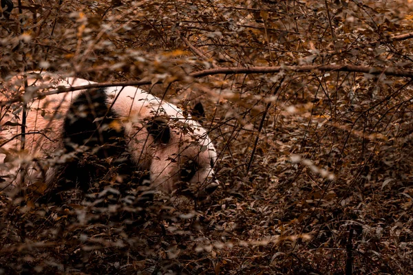 Urso Panda Bonito Engraçado Andando Floresta Verde Parque Chengdu Panda — Fotografia de Stock