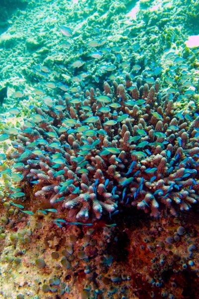 Great Barrier Reef. Strange creatures and plants of the underwater world.