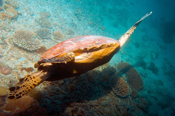 Giant turtle. Great Barrier Reef. Strange creatures and plants of the underwater world.
