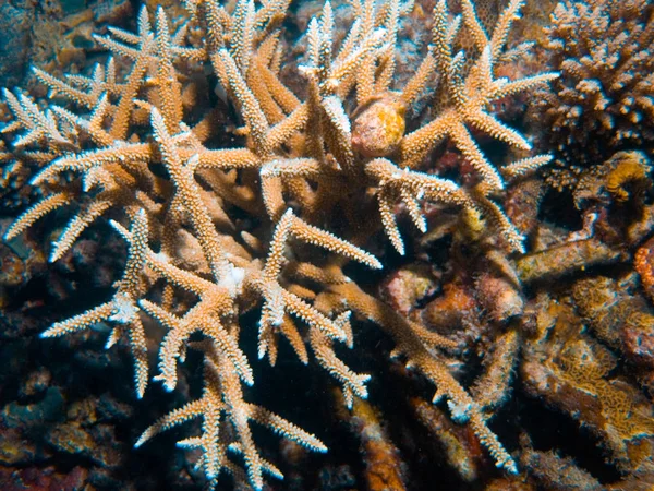 Coral. Great Barrier Reef. Strange creatures and plants of the underwater world.