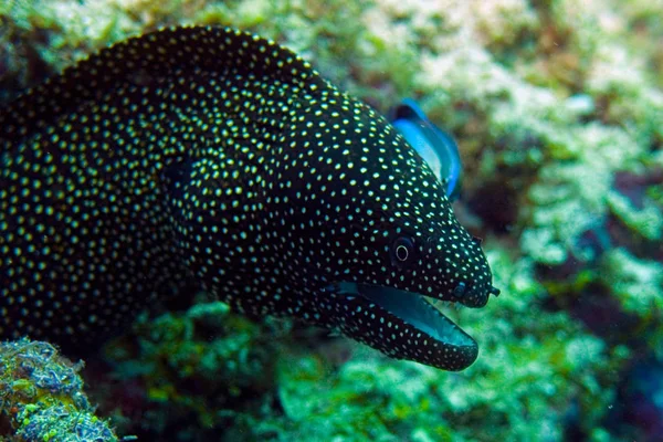 Murena. Great Barrier Reef. Strange creatures and plants of the underwater world.