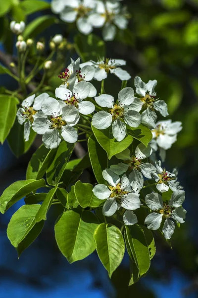 Lente achtergrond van kersenbloesems en twijgen van hout — Stockfoto