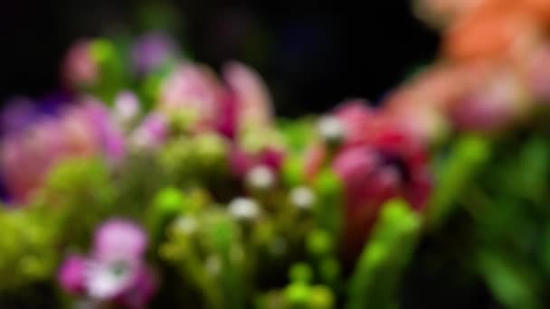 Nahaufnahme Schöner Blumen Auf Schwarzem Hintergrund Von Unschärfe Bis Fokus — Stockvideo