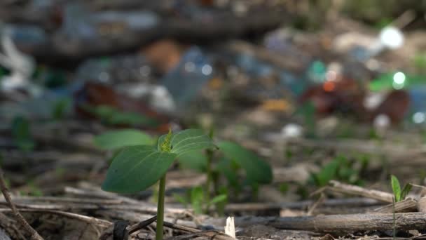 一堆垃圾从地上长出一根绿芽 大自然母亲为她的领地而战 — 图库视频影像