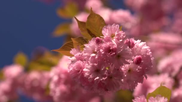 日光の朝日の出でさくら Branchlet に触れます ぼやけた背景日本桜の木と青空 — ストック動画