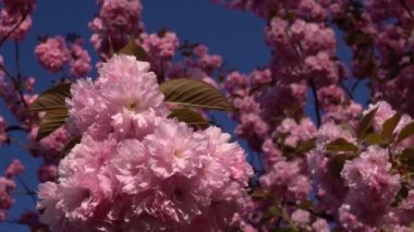 Kiraz çiçeği sezon. Ebedi bahar. Kiraz çiçekleri çiçek görüntüleme Close-Up.