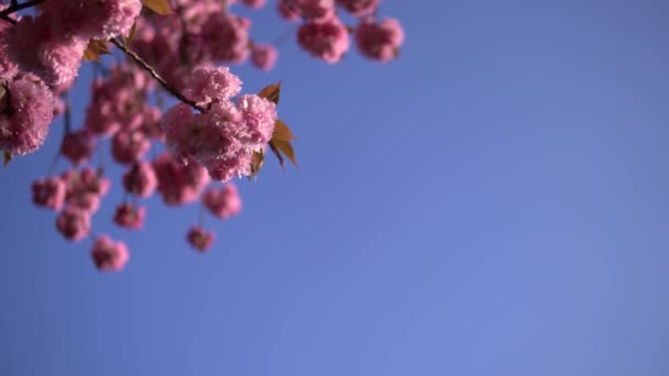 Halvány Cseresznyevirág Virágok Tavasszal Virágzó Tiszta Kék Háttérben — Stock videók