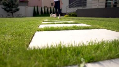 İki pomeranian spitz köpekleri bir kızdan sonra geniş bir kiremit çim üzerinde çalışır. Arka arka plan üzerinde bir ev ile.