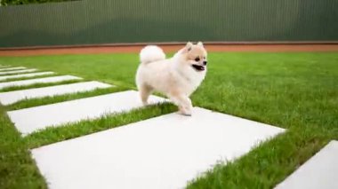 Bir şirin küçük krem rengi pomeranian pet thrue büyük bir kiremit çim üzerinde çalışıyor.