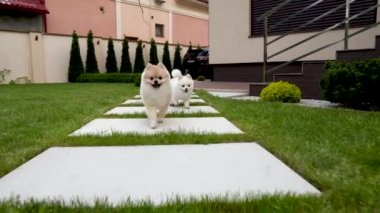İki sevimli küçük pomeranian evde beslenen hayvan köpek arka bahçesinde üzerinde çalışan.