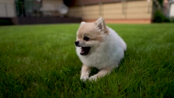 つのクリームのポメラニアン スピッツのクローズ アップは 草にあります 犬を噛みます 背景の裏庭 — ストック動画
