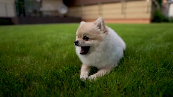 Close Van Een Crème Pommeren Spitz Ligt Gras Hond Kauwen — Stockvideo