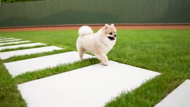 つかわいい小さなクリーム色ポメラニアン ペットが草で Thrue 大型タイルを実行されて — ストック動画