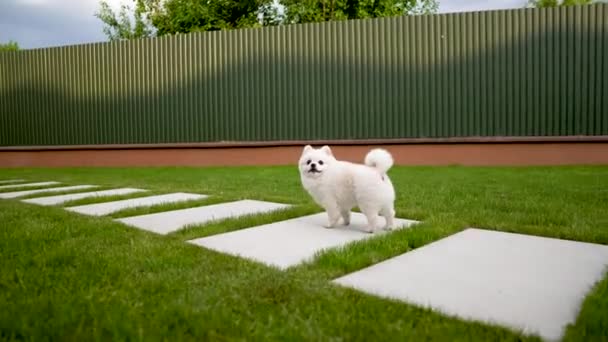 カメラは かわいい小さな白いポメラニアン犬を検索します 草の上に立って — ストック動画