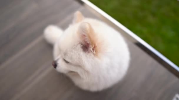 つの小さな白いポメラニアン子犬に座って カメラを探してのクローズ アップ — ストック動画
