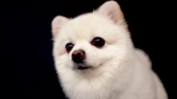 Close Pequeno Cão Pomeranian Creme Cãozinho Feliz Abana Sua Cauda — Vídeo de Stock