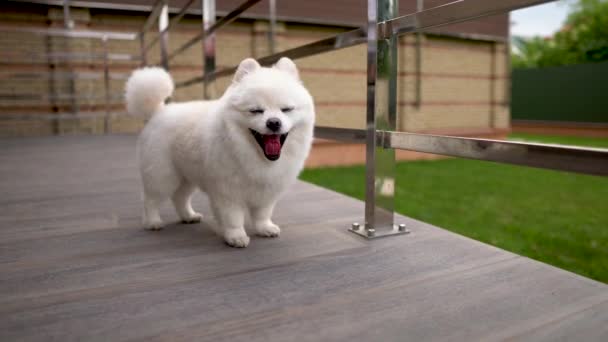 Kamera Küçük Beyaz Spitz Pomeranian Köpek Yavrusu Ayakta Terasta Bir — Stok video
