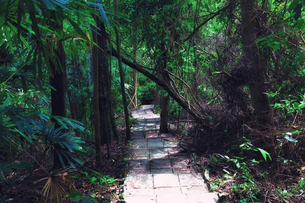 Thaïlande Koh rok île. Chemin à travers la jungle Image En Vente