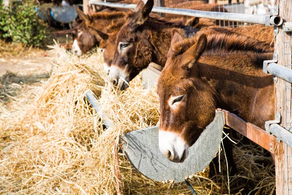 Eşek Çiftliği'nde Kıbrıs