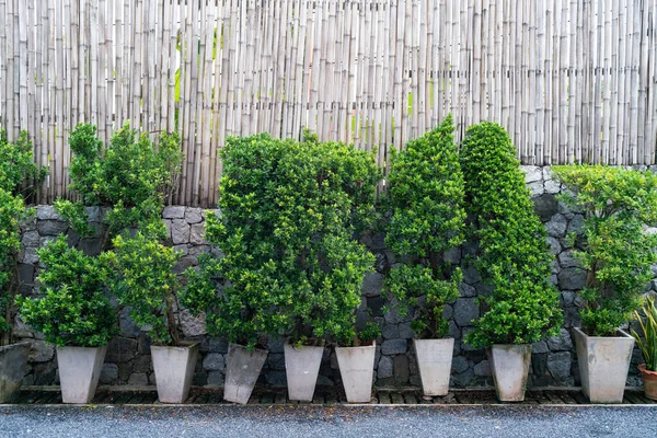 Piccoli alberi verdi in pentole — Foto Stock