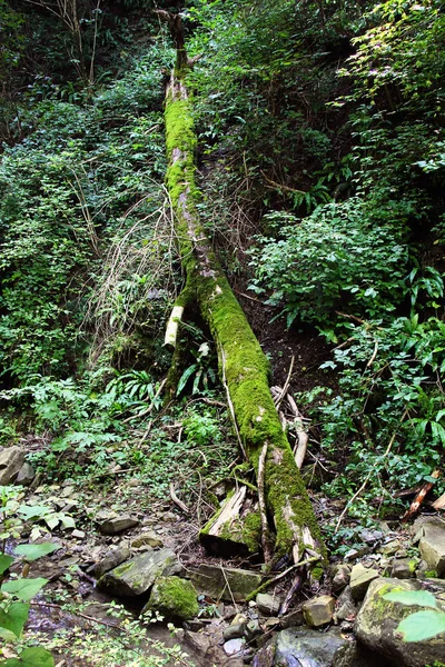 Падение ствола дерева, заросшего мхом в горах . — стоковое фото