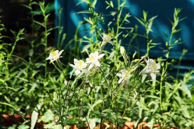 Beyaz güzel vahşi çiçekli bitkiler.