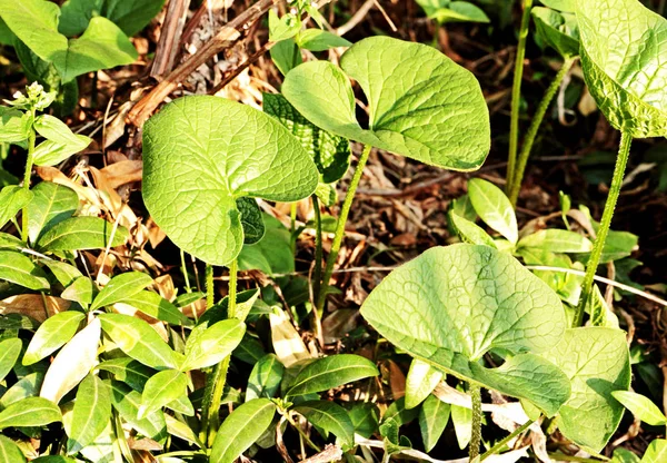 Küçük Otsu bitkiler.