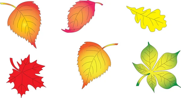 Набор осенних листьев с деревьев . — стоковый вектор