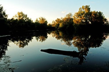 Akşam gölet ormanda.