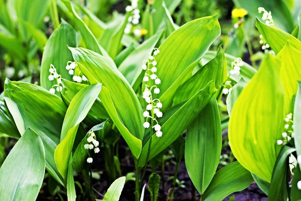 Bloei mei lelies. — Stockfoto