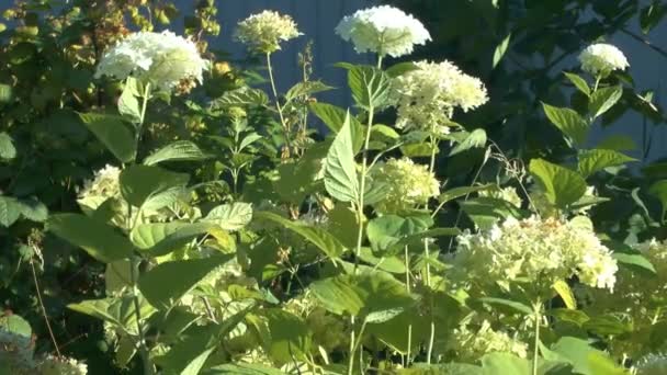 Flores brancas bonitas . — Vídeo de Stock