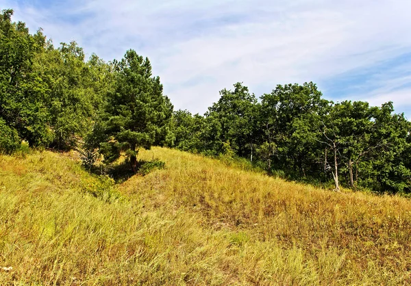 Bir yamaca orman kenarı.