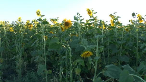 El campo se siembra con girasol . — Vídeo de stock