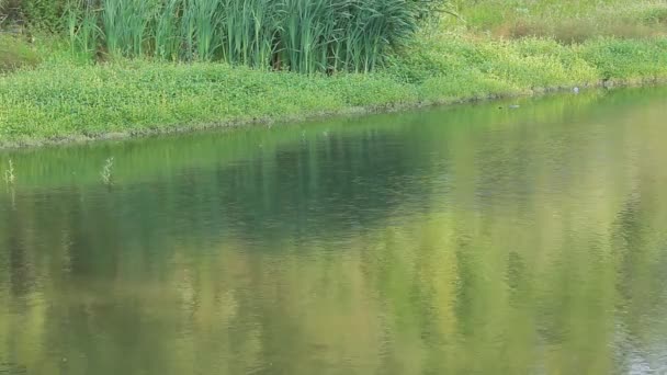 Une petite rivière avec un rivage marécageux . — Video