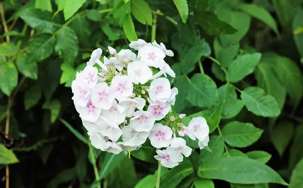 Hydrangea garden on the plot. — Stock Photo, Image