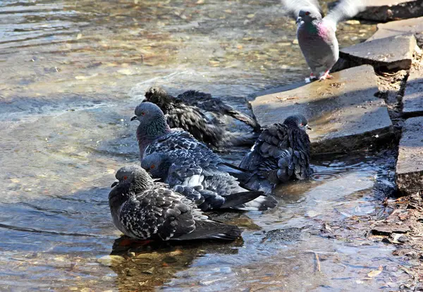 Blå-grå duvor bada i den varma poolen. — Stockfoto