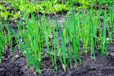 Yeşil soğan pırasa sürgün.