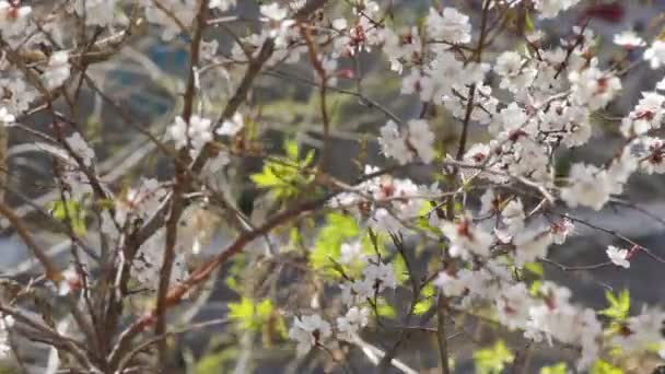 Bloeiende Abrikozenboom Met Een Lichte Windvlaag — Stockvideo