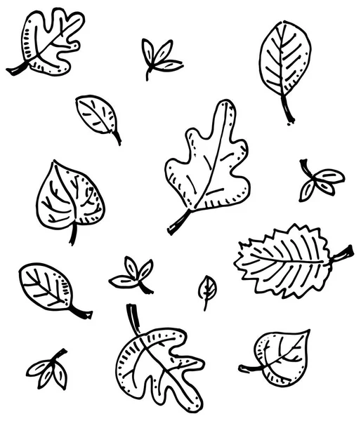 Autumn Leaf Drawing Illustration Black Drawing Autumn Detail Leafs Beech — Stock Vector