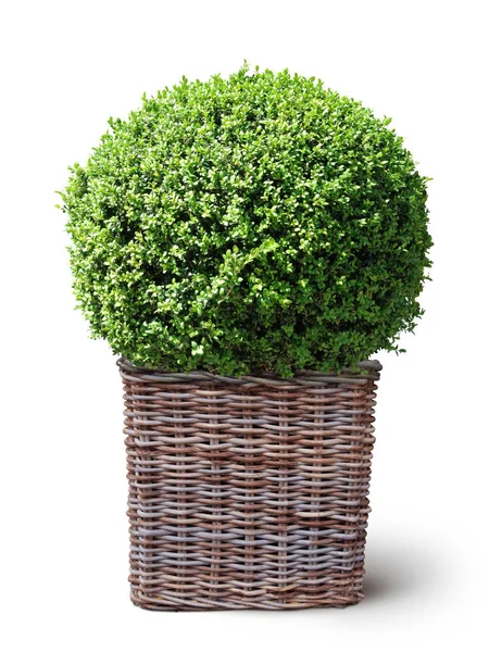 Box plant in basket on white — Stock Photo, Image