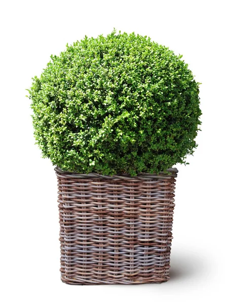 Box plant in basket on white Royalty Free Stock Photos