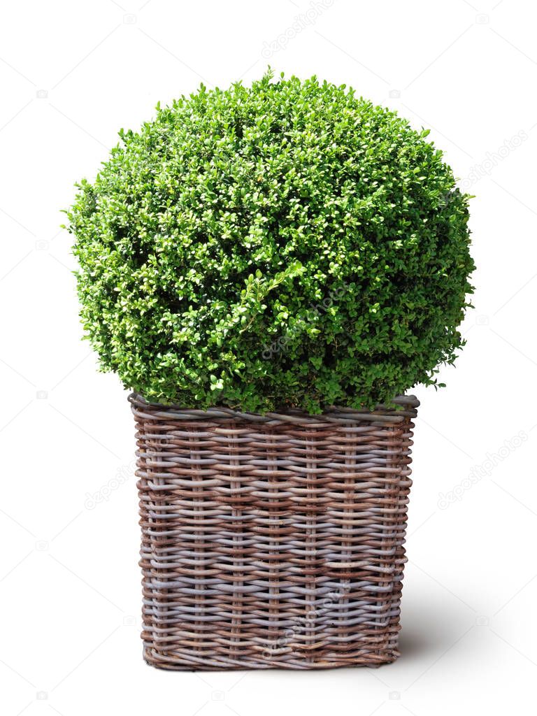 box plant in basket on white